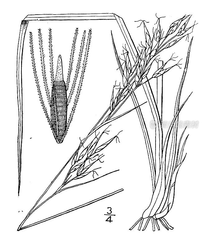 古植物学植物插图:Rynchospora inexpansa，点头喙rush